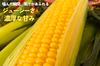 【朝採れ極甘スイートコーン】恵味ゴールド　先行予約2026年8月発送