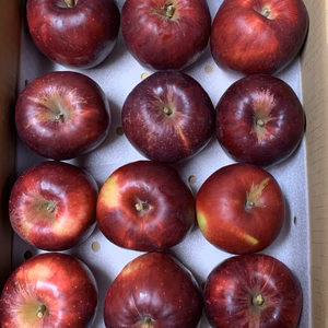 ※小さいサイズです※青森りんご『太陽の恵みいっぱい雛紅玉』