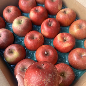 訳あり 極小玉 サンふじ 5キロ箱 23～25玉 長野県産