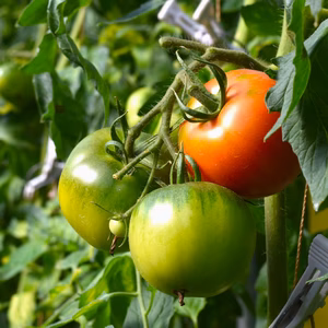 【約30％OFF！5/1~7/17まで】丹那高原トマト糖度5以上！8～16玉