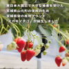 ジャム加工におすすめ！宮城県産 イチゴ(小粒) 