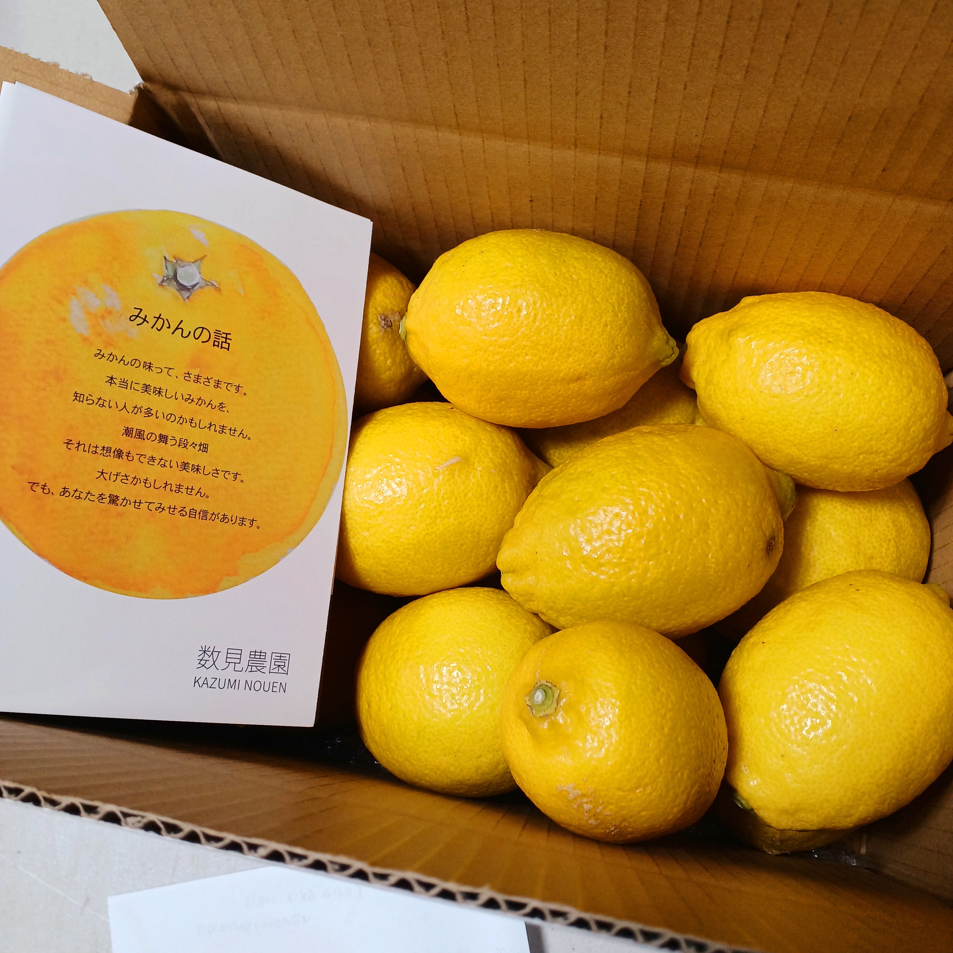 レモン"れもん"大きさ不揃い綺麗な見た目(ワックス防腐剤不使用) レモン4.5キロ