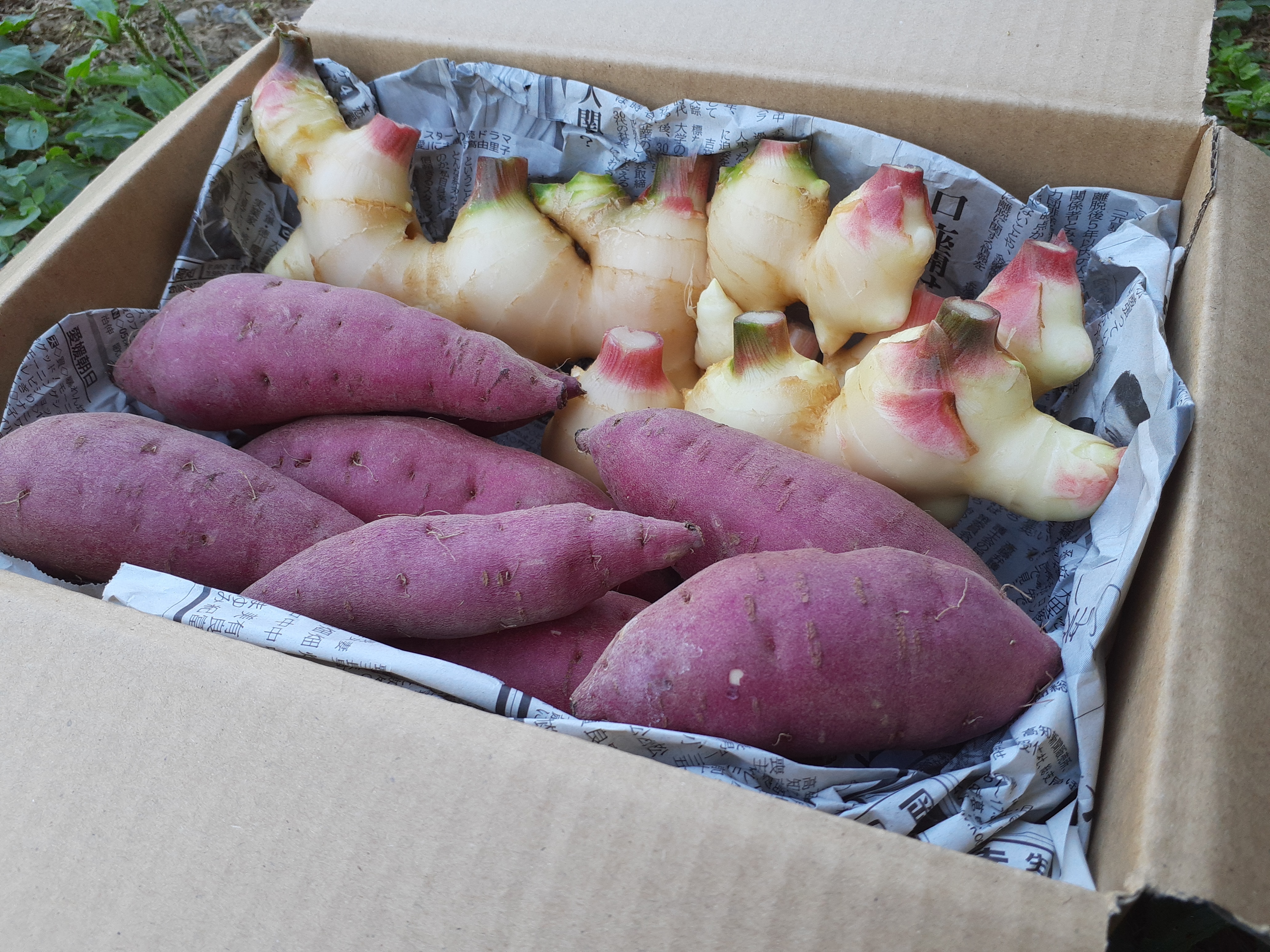 新生姜とべにはるかセット[農薬不使用] 新生姜500g 紅はるか2kg