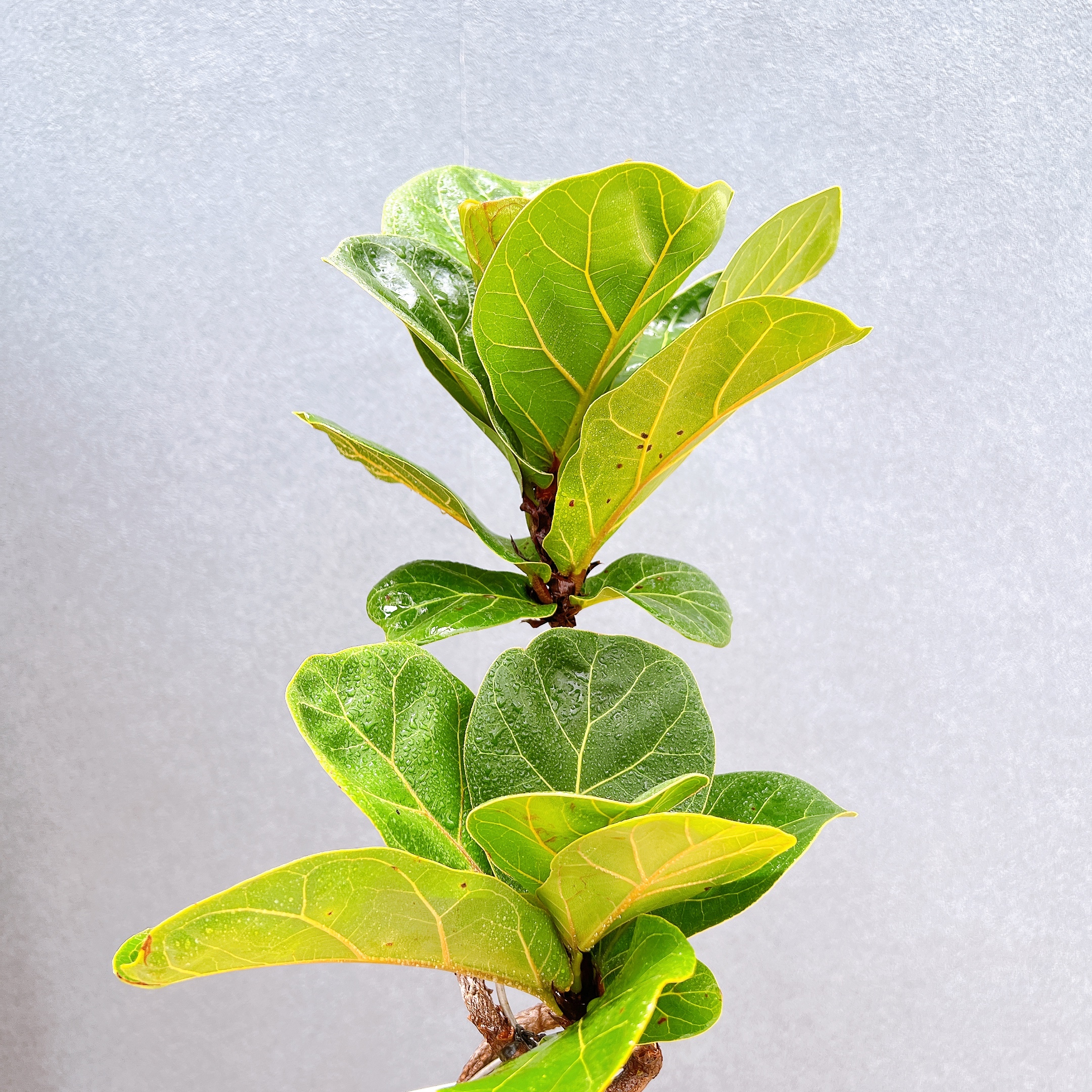 現品　カシワバゴム　柏葉ゴム　バンビーノ　リナータ　24番　インテリア　観葉植物 カシワバゴム 柏葉ゴム バンビーノ リナータ 24番 フィカス ゴムの木