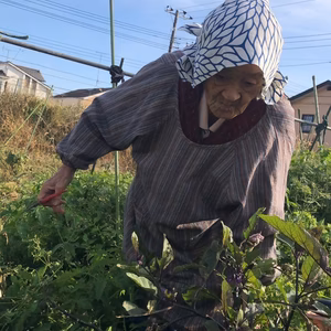 秋野菜セット✨✨農薬と化学肥料を使わないで育てた野菜セット✨✨