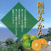 みかんシーズン到来！『極早みかん』【わけあり】