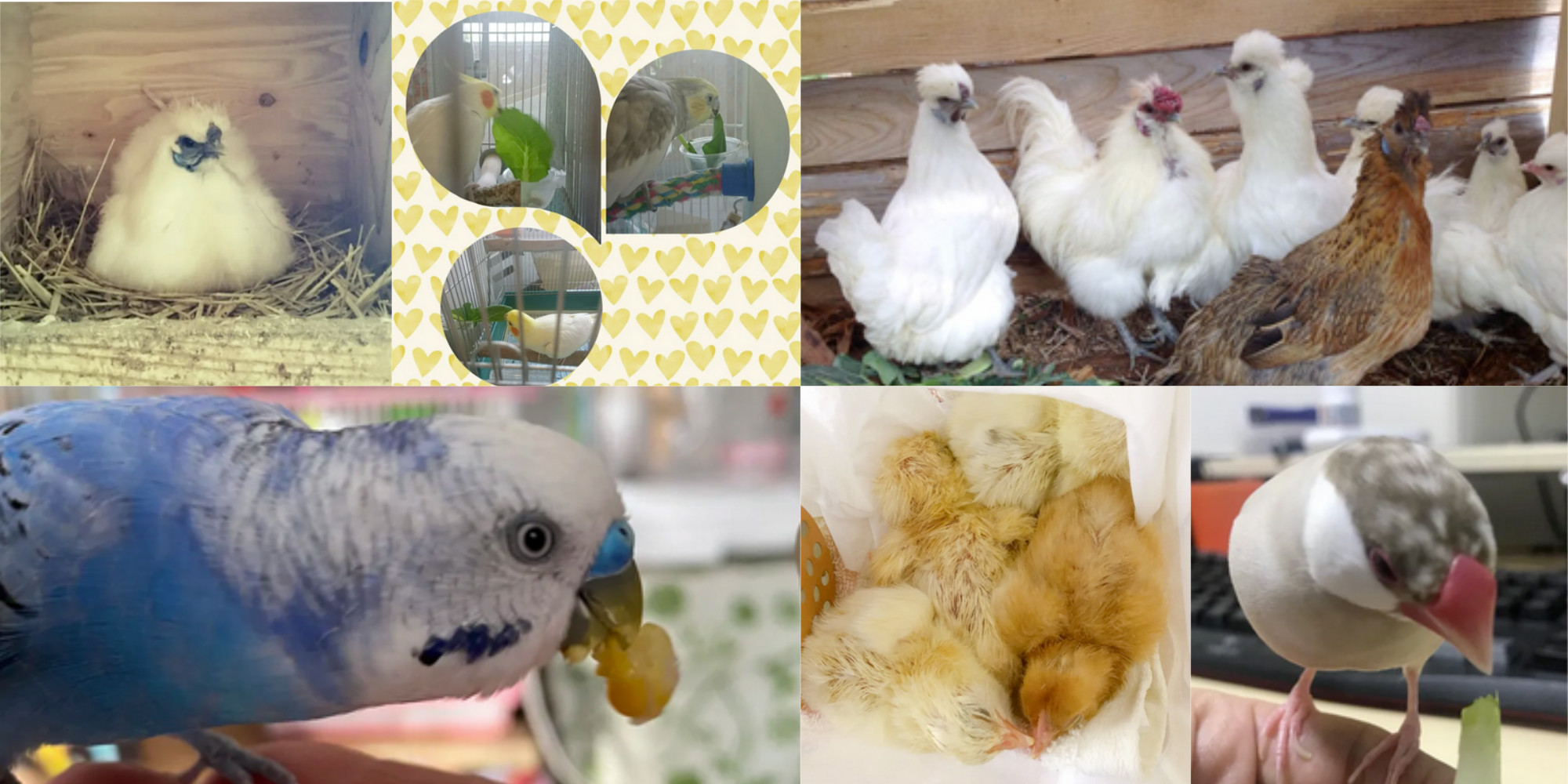 かわいい 鳥さん 大集合 みんなの投稿のたしなみ 農家漁師から産地直送の通販 ポケットマルシェ