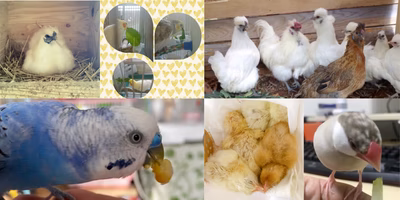 かわいい #鳥さん 大集合。みんなの投稿のたしなみ