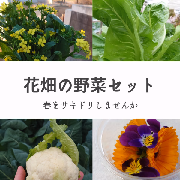 まるで花畑の野菜セット【80サイズにぎゅっと】