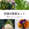 まるで花畑の野菜セット【80サイズにぎゅっと】