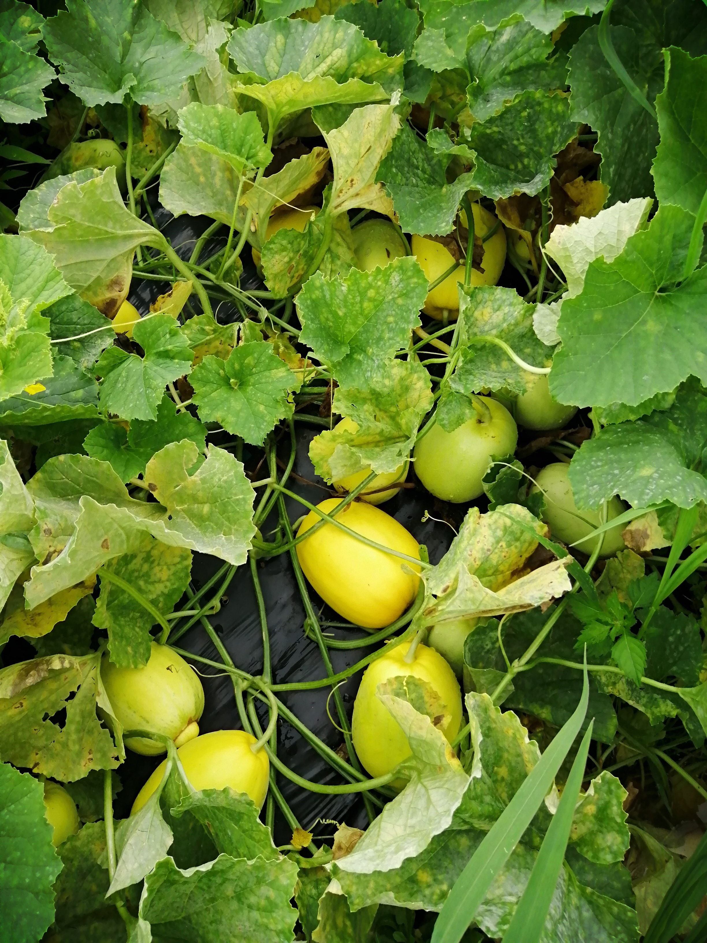 無農薬野菜 まくわうり真桑瓜 農家漁師から産地直送の通販 ポケットマルシェ