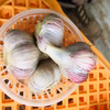 お試しサイズ　SSサイズ　やまがた最上伝承野菜　最上赤にんにく