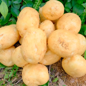 春ジャガイモ3キロ