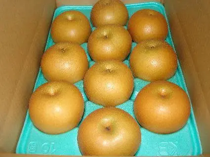 完熟　新水梨　5キロ箱（6～14玉入）