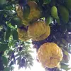 獅子柚子 鬼柚子 シシユズ 2～3個セット農薬・化学肥料・消毒・除草剤不使用