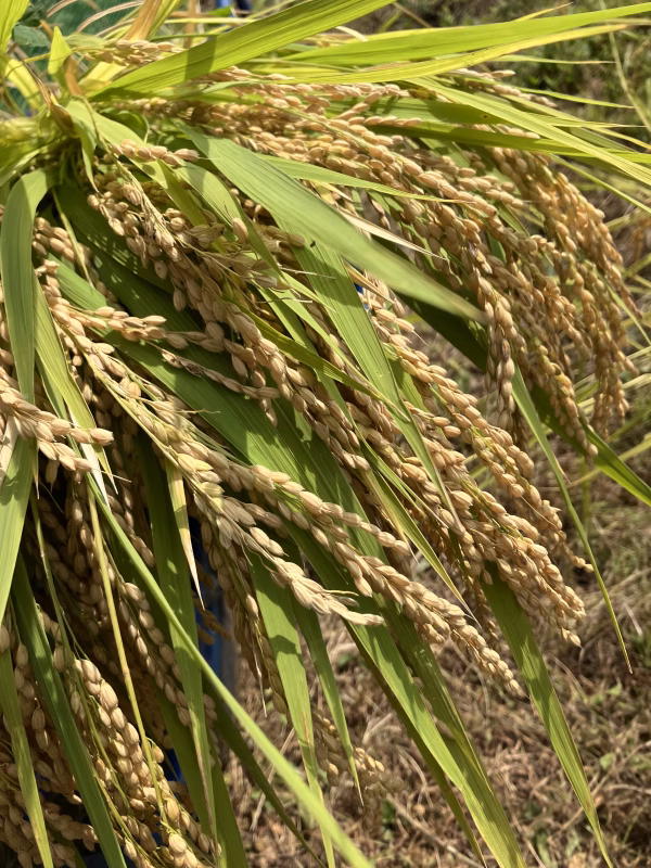 【新米】令和７年産★ササニシキ玄米10kg天日干し自然栽培