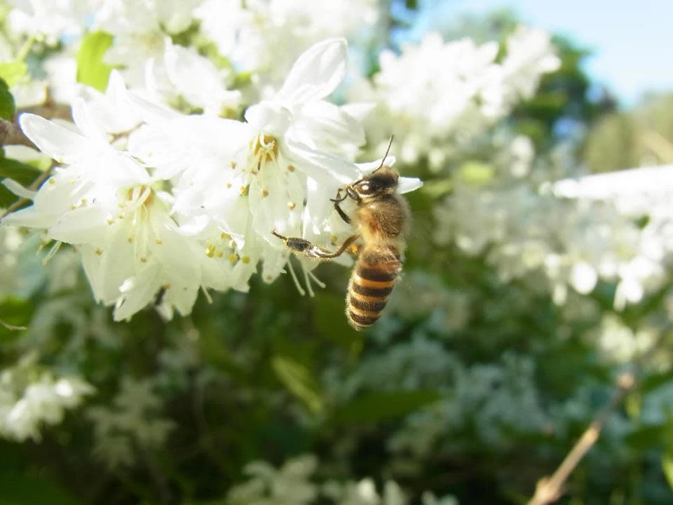 瀬戸の花はちみつ「百花」　小瓶 