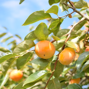 【訳あり】柿の王様、樹上完熟のあまーい富有柿2㎏(8〜10個)