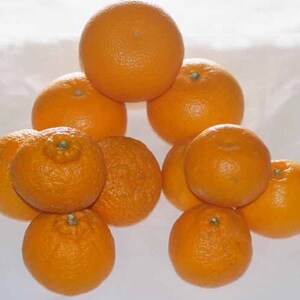 【美味しさバンザーイ】柑橘3種食べ比べセット５Ｋｇクール便