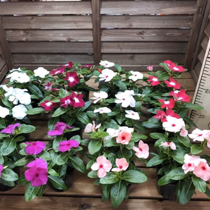 花壇　寄せ植え　12ポットお楽しみミックスセット