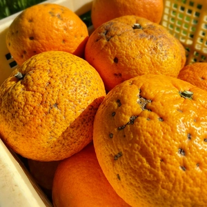 The citrus【Dandy Beni AMANATSU】
