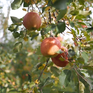 【さんふじ】家庭用　ネオニコチノイド系農薬不使用　特別栽培りんご　