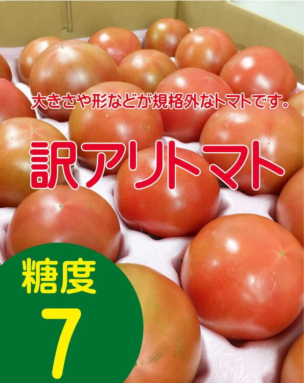 【訳アリお試し糖度7】丹那高原トマト大玉1.5kg