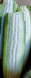 【朝採り直送】ホワイトコーン