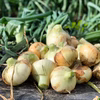 淡路島の恵み⭕子どもたちがパクパク食べちゃう⭕たまねぎ定期便【2ヶ月毎】