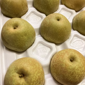 【鳥取県産】甘太 梨