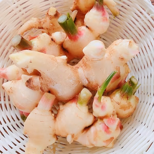 【農園女子の新しょうが】高知県四万十市産 土まで安心の農薬化学肥料不使用