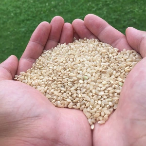学園のコシヒカリ・ミルキークイーン玄米お試しセット2kg/5kg　令和5年産