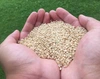 学園のコシヒカリ・ミルキークイーン玄米お試しセット2kg/5kg　令和5年産