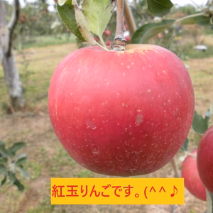 信州小布施「 紅玉」家庭用小玉りんご　10キロ