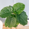 ［在庫］　フィカス　ウンベラータ　6号　観葉植物　室内　ゴムの木　かわいい