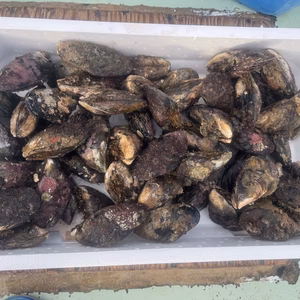 タカノハダイ、瀬戸貝のセット