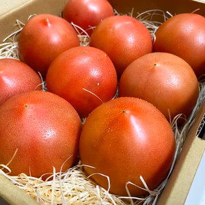 甘みだけじゃない！スッパ甘い完熟本格トマト２ｋｇ