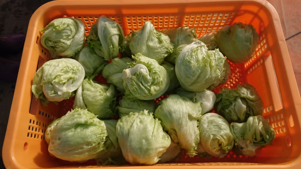 【訳あり】小玉レタス１．８ｋｇ