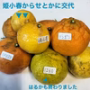 早春みかん ジュース用おまかせ詰合（箱込4kg）姫小春・はるか→せとかに交代