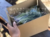 [訳あり] 恋する野菜♡気まぐれルッコラ詰め合わせ