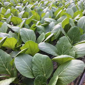 無農薬で作った美味しいぃ〜小松菜