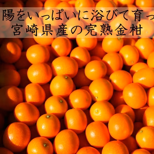 今が旬！甘くてフレッシュな宮崎県産の完熟「まさひろ金柑」3L満杯詰め〜
