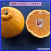【限定】4月収穫・発送 熊本天草の春採不知火「あびりる」
