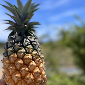【送料無料】ジュワリーパイン1.3～1.5㎏６玉入 沖縄産パイナップル 8月発送