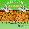 テキーラみかん（有田みかん）B品訳あり