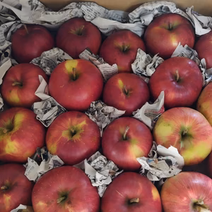 【訳あり】葉取らず減農薬シナノスイート