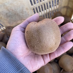 送料無料‼食べごろ希少アップルキウイ【約２キロ入り】訳アリ