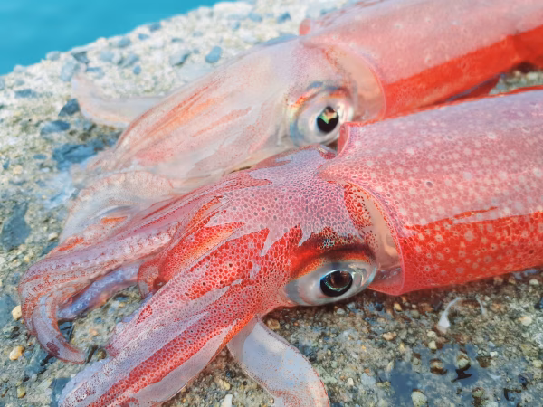 生きた冷凍　ミニ活ケンサキイカ瞬間冷凍 1kg