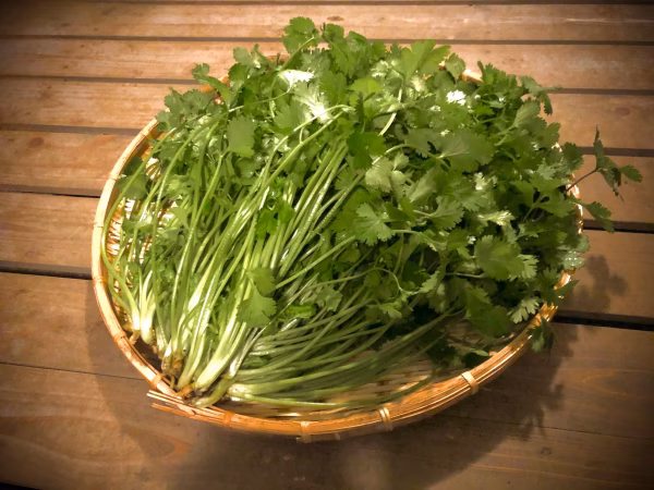 パクチー好き必見！山盛りパクチー、パクチーまみれ料理に！どっさりパクチー1kg