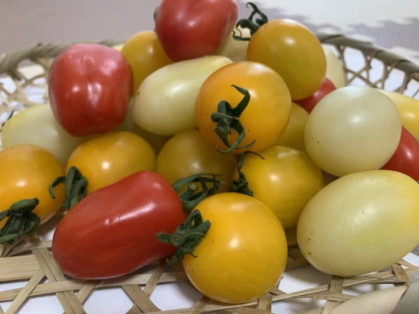 【加工向き】珍しい品種の彩りミニトマトたち1.5kg